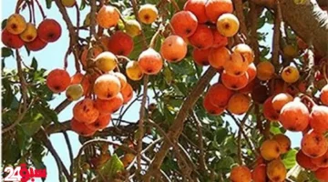 الجميز كنز صحي لا يعرفه الكثيرون: فاكهة رخيصة بفوائد علاجية مذهلة